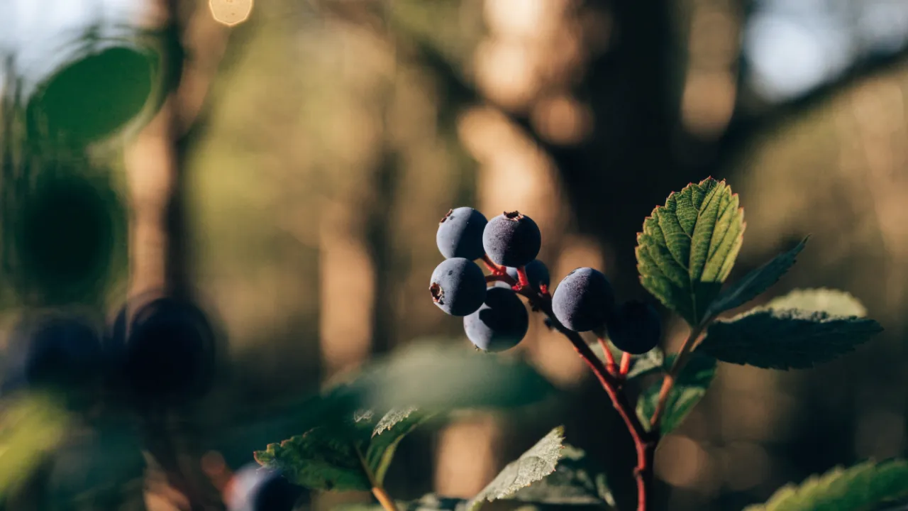 Bilberry: Benefits for Eyes and Overall Health
