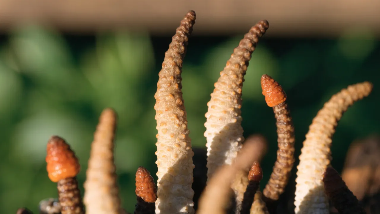 Cordyceps: Benefits, Uses and Side Effects