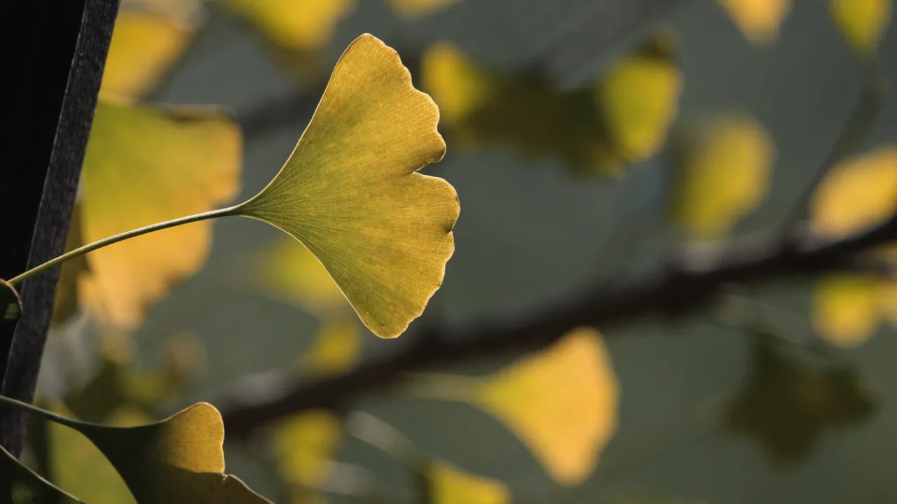 Ginkgo Biloba: Benefits, Uses and Side Effects