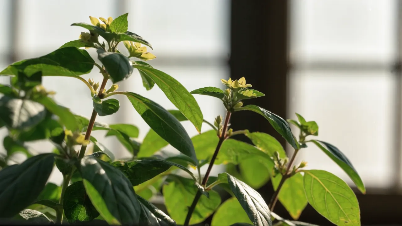 Holy Basil (Tulsi): Benefits, Uses and Side Effects