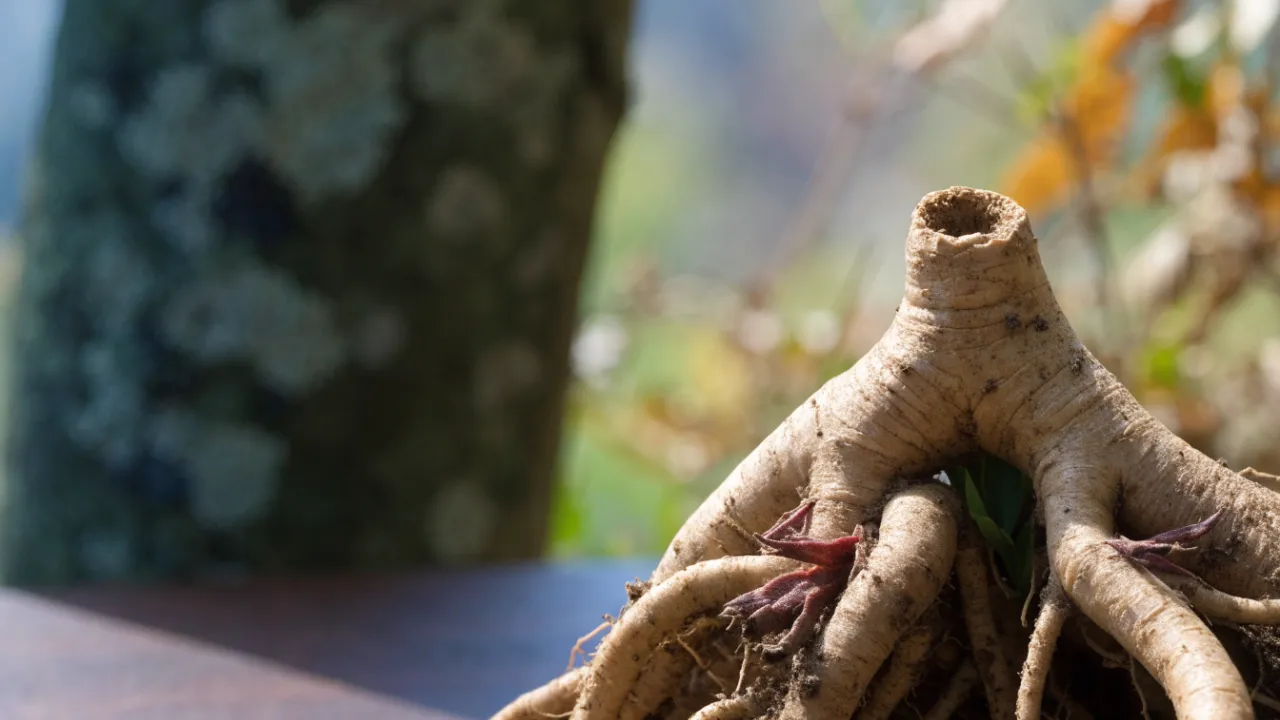 Korean Ginseng: Benefits, Uses and Side Effects