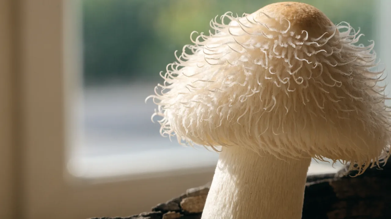 Lion's Mane Mushroom: Benefits and Uses