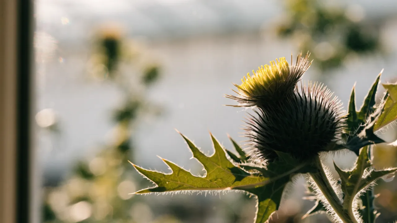 Milk Thistle: Benefits for Liver Health and Uses