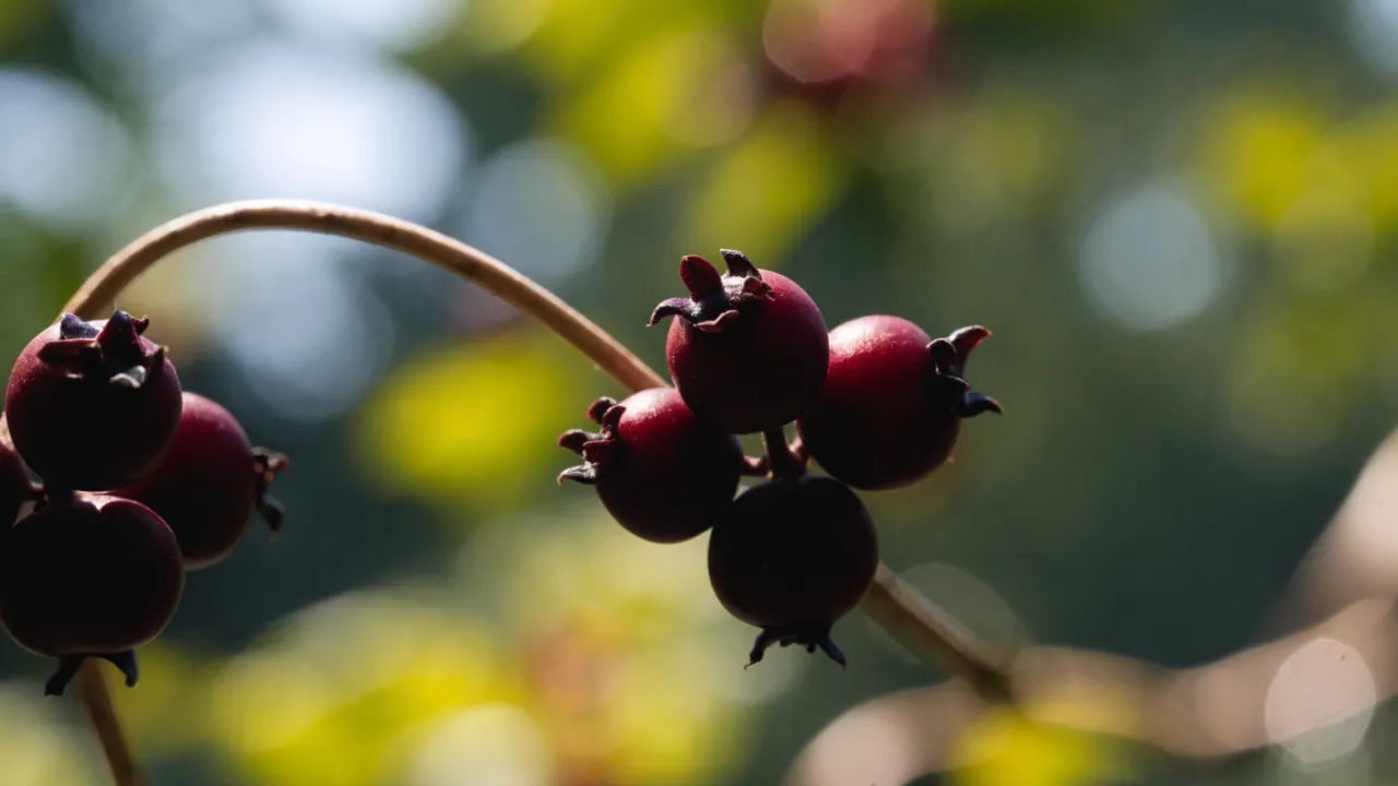 Schizandra Berry: Benefits and Uses